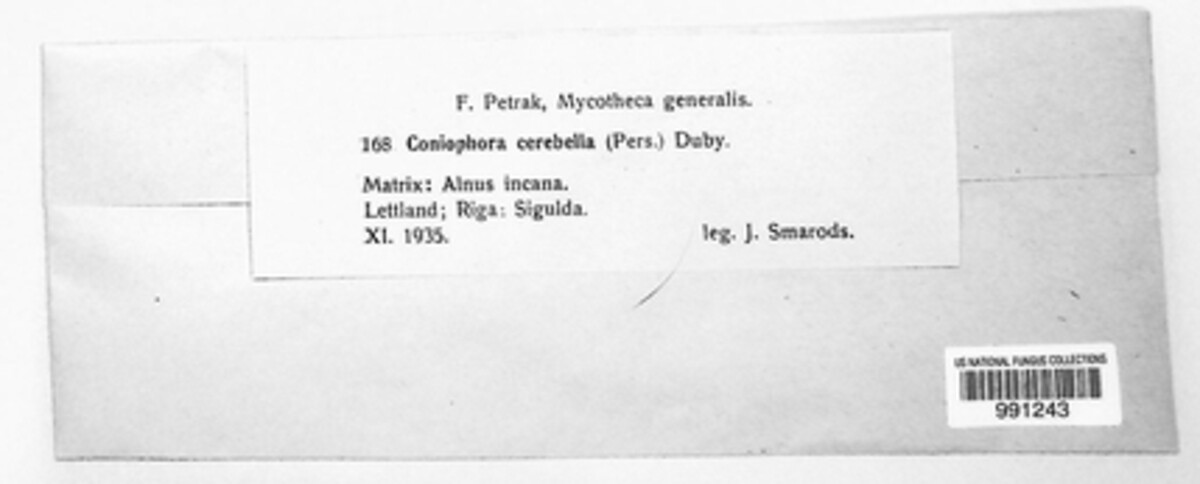 Coniophora puteana image